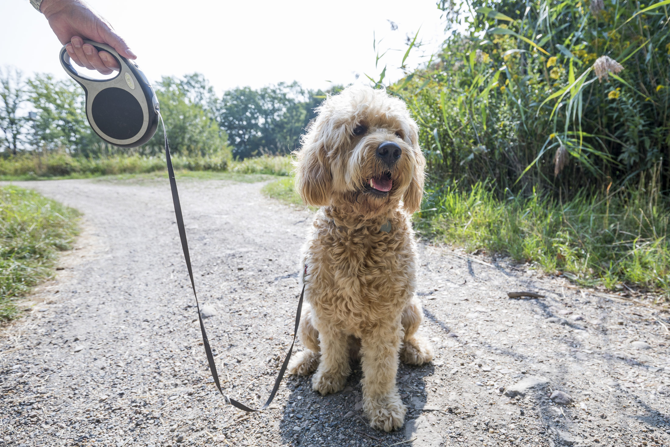 Hund an einer Leine vor einem hoch gewachsenen Blühstreifen (Wird bei Klick vergrößert)